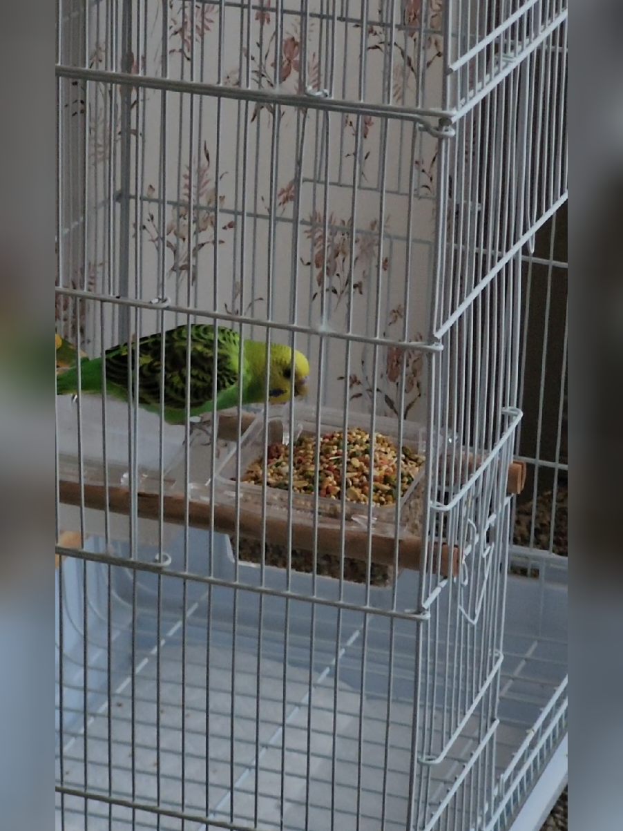 #fypシ #fypシ゚viral #petsmart #parakeet 