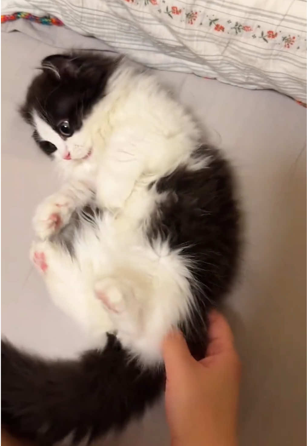 #cat #cutecat #kitty #funnycat #catsoftiktok 
