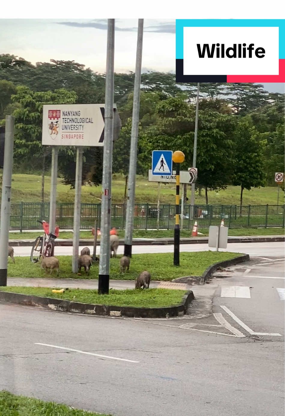 It is happening in Singapore.  Training exercise at FirstCom. #singapore #NTU #wildlife #firstcom