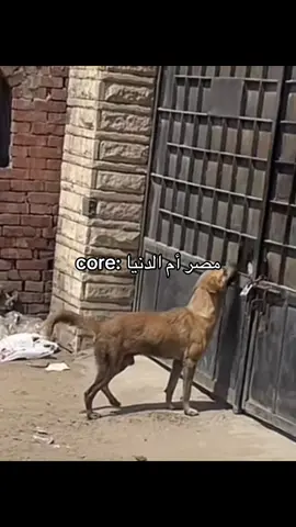 مصر أم الدنيا core #virel #foryou #fyp #الشعب_الصيني_ماله_حل😂😂 