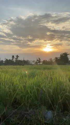 #fyp #sunsetvibes 