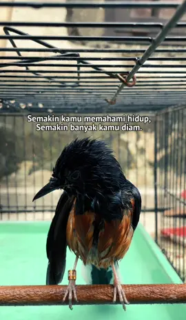 🙂 . . . . #fyp #muraibatu 
