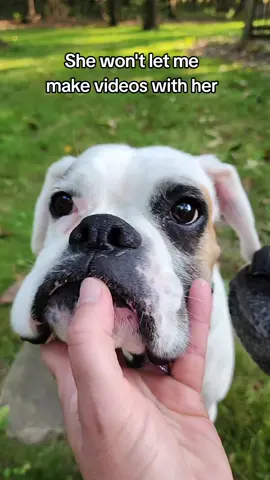 #boxerdogs #cutedogs #dogsoftiktok 