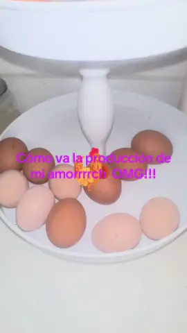 Mis gallinitas valen oro que bendición!#gallinas #campo #granja 