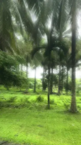 Thanks jah fo the rain👌🏾🍃#fyp #nature 