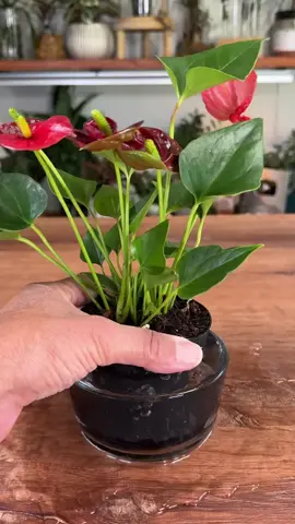 I’ve had this tiny Anthurium around for a couple months now and wanted to do something creative with it.  So I figured I would try to create a self-watering pot for it.  🌱I started by removing the plant from the pot so that I could create a new rootball that would allow the plant to fit in it’s new home.  🔴I then took some colored glass beads and mixed three colors together, that would serve as the foundation for the water reservoir.  😊Then I cut a small rope that would help to water the plant when I create the self watering pot, and placed the beads around the rope leaving a piece towards the top sticking out.  🪴Finally I took a small piece of screen mesh and cut it the diameter of the vase. Then I put a small incision in the middle of the mesh so that the rope could go through it and be close to the actual plant. And then I put the plant in the vase and continued to backfill with a mixture of 70% coir and 30% perlite.  I’ll try to grow this beautiful Anthurium by keeping the bottom filled with water and keeping it under bright indirect light. Follow for updates.  #houseplants #plants #DIY #styling