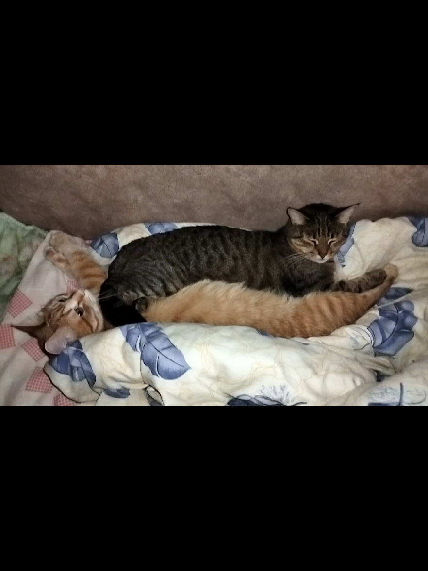#поет #рек #котики #янко #назарянбожик 