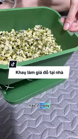 Khay làm giá đỗ tại nhà #khaylamgiado #khaylamgiadotainha #minmostore 