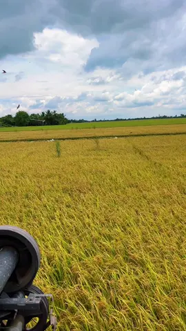 Tình hình gì đây 🫣🫣😆😆@𝕶𝖍𝖔𝖊̉ 𝖘𝖎̀ 𝖙𝖚̉𝖓🚜🚜 @Tính ok 68T1 @MinhCảnh. @lý lực @Văn Giang 68-T1 @Khánk Quáck @thịnh nguyễn @Nguyễn Trí Hùng ✌️ #xuhuongtiktok #maynongnghiep 
