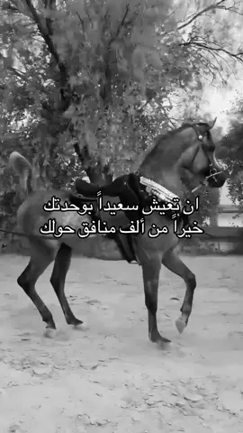 #خيل_وخياله🐎 #viral #fyp #اقتباسات #اكسبلورexplore 
