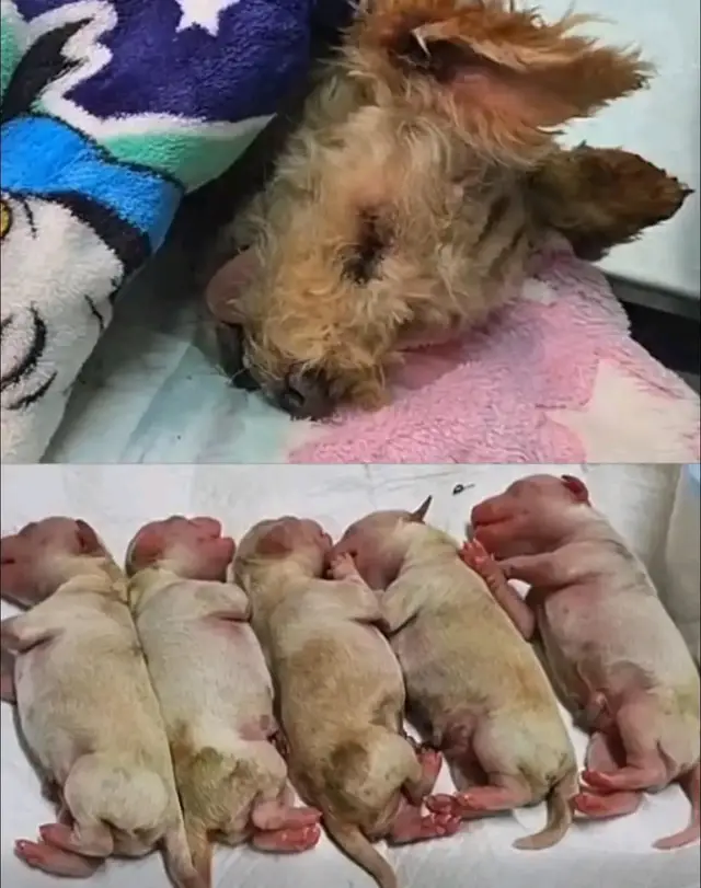 De la tragedia al milagro: Cereza, la perrita que luchó por la vida de sus bebés  En la expl0sión de la pipa en Iztapalapa, una perrita embarazada llamada Cereza quedó gravemente herida. Su vida y la de sus cachorros estaban en riesgo…  Con quemaduras y en estado crítico, fue intervenida de emergencia con una cesárea para intentar salvar a sus bebés. Y contra todo pronóstico… ¡lo lograron! Hoy Cereza sigue luchando por su vida y sus cachorritos respiran junto a ella, recuperándose poco a poco en el hospital. Gracias al amor y entrega de Ana Silvia Díaz F. y Huellitas, amor sin fronteras, esta valiente mamá y sus bebés tienen una segunda oportunidad.  Esta historia no es solo un milagro, también es un llamado a la conciencia y empatía: los animales también son víctimas y merecen ser protegidos. #cereza #fouryou #viral #animales #🤍 