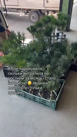 +38 050 195 62 12 #рослини #посадисам #щеплені #туї