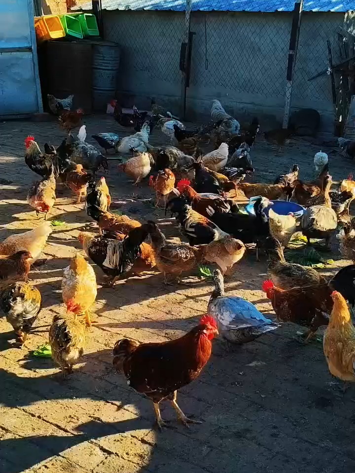 new in room#hen #eatingbirdfood #chicken #birds #usa