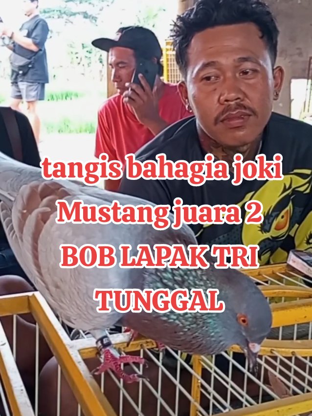 Mustang juara 2 Bob lapak Tri tunggal Bantul juga Mash darah lemon pw mata putih @genkkeprok13 @alonsokenari 