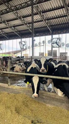 #cows #feeding #Holstein #dairy #happy 