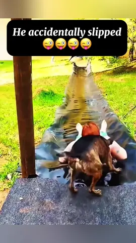 Try not to laugh #funnyanimals #funnytiktok #dog #viral #fyp 