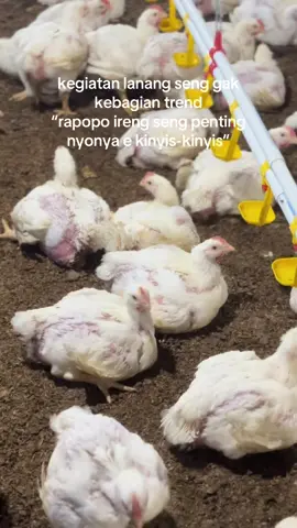 pitek ku yo lebih kinyis2 og🤭🤣 #promoseruweekend #storybroiler #sumbermuliafarm #ayambroiler #patriotintanabadi @FhatirFX 