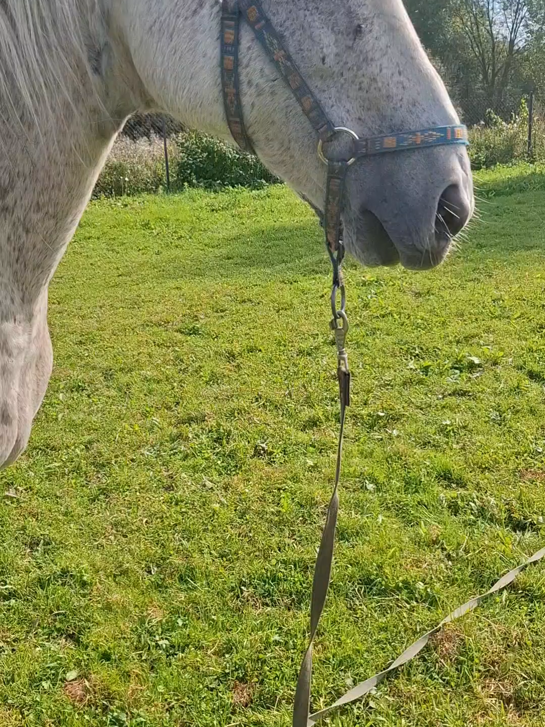 Арбузоедство какое-то...#horse #лошадь #конь #food #watermelon #Summer