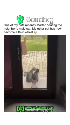 #fyp #trending #cat #catsoftiktok #cats 