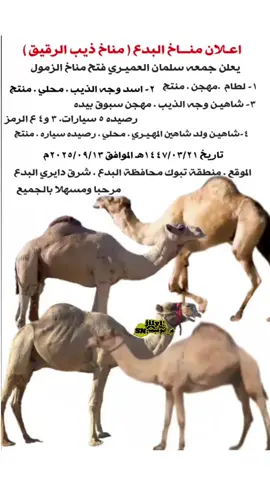 #زمول #وجه #الذيب #مناخ #البدع مشالله