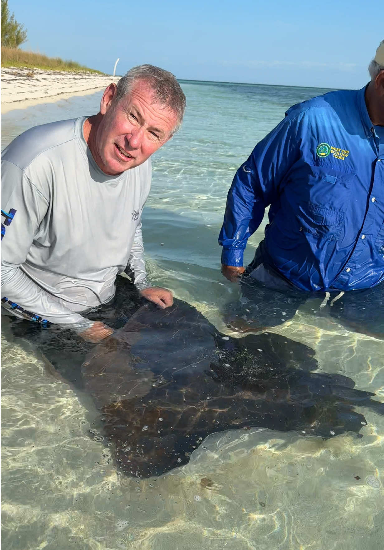 What an incredible experience here - lemon sharks and Stingrays, everyone would like a snack! 🦈🪼