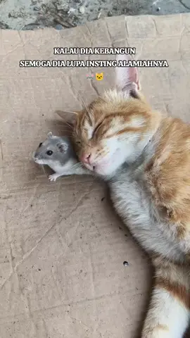 KALAU DIA KEBANGUN SEMOGA DIA LUPA INSTING ALAMIAHNYA  🐭🐱 #cat #meong #meong #tikus #fyp 