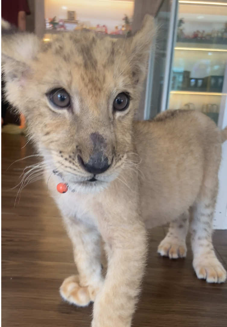 Lil prince 🦁❤️#lioncafephuket #thailand🇹🇭 #fypシ #adamnalioncafe #viral #คาเฟ่สิงโต #lion #phuket #baobaolion #lioncafephuke 