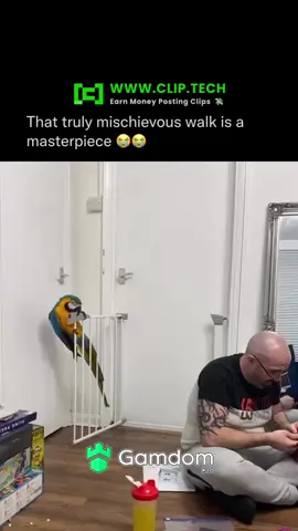 #fyp #trending #animals #parrot 