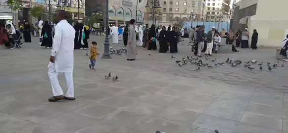 Suasana madinnah hari ini #makkahmadinah🕋  #ustdwiumar  #fyp 