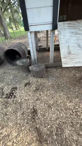 I didn’t make the baskets, but I did get a lot of rent today and of course Dolly, the dinosaur was in her feral form this morning, I love to see it. Also a quick explanation on what a bloom is on an egg which I thought was pretty cool. Anyways hope y’all have a fabulous Saturday because I know I will.  #fyp #foryoupage #petchicken #chickensoftiktok #herefortherent  