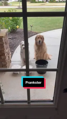 Teddy is the prank master! 