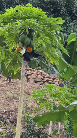 YUNGAS ES UN PARAÍSO  #yungas_la_paz_bolivia🇧🇴 #municipiodelaasunta #nortedelapaz_bolivia🇧🇴 #labellezadelcampo💚🌿🍂 #bellezanatural 