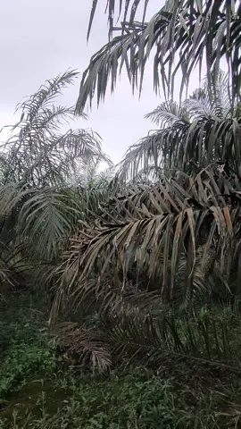 tanam sendiri rawat sendiri#sawitkalimantan🌴🌴🇮🇩 #fyp  #sawitontiktok 