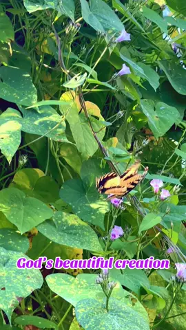 #butterfly #jesus #god #amen #Love 