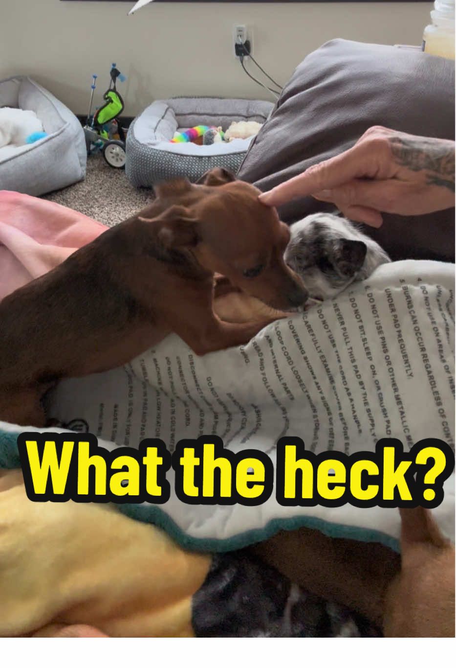 REAL LIFE PROBLEMS #chihuahua #dogsoftiktok #dog #pet 