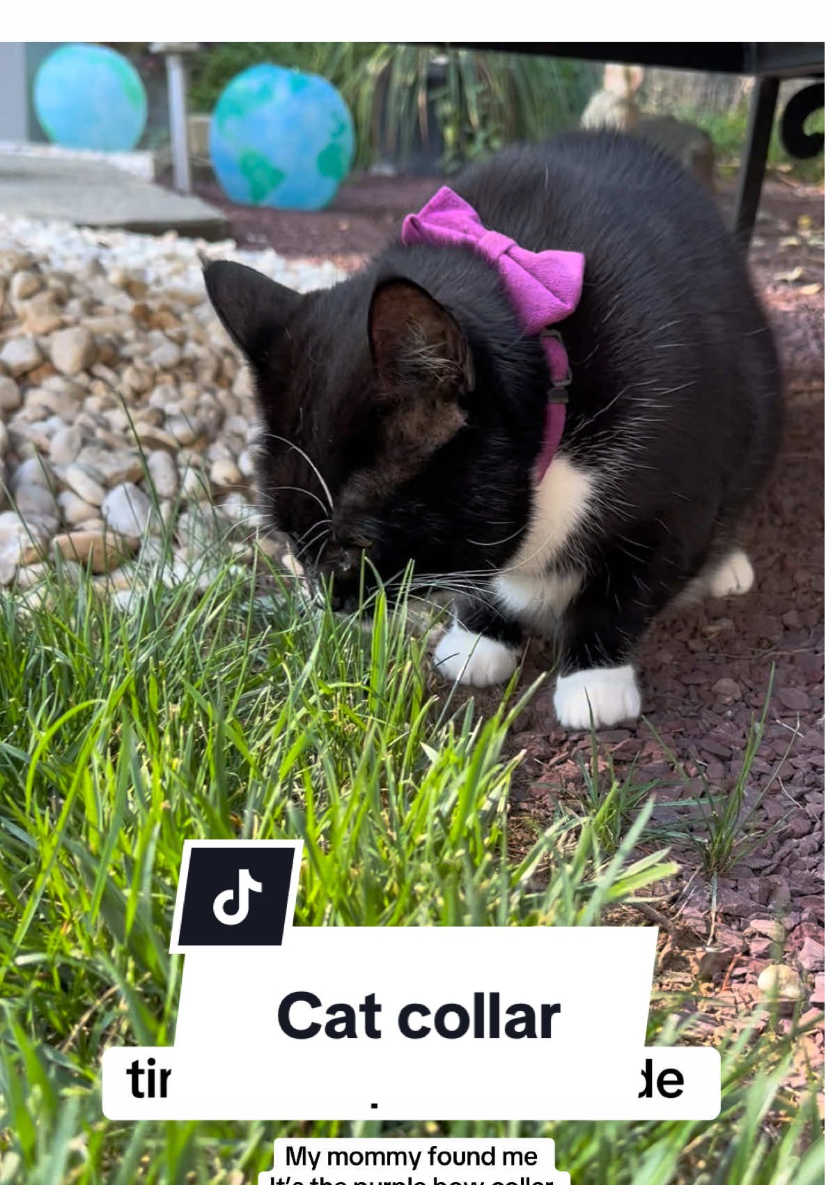 Caturday and Macy is in the yard exploring. Luckily I can see her in the purple cat collar so she doesn’t get lost. 🐈‍⬛ Happy Caturday! #catsoftiktok #catlover #catmom #blackcat #rescuecat 