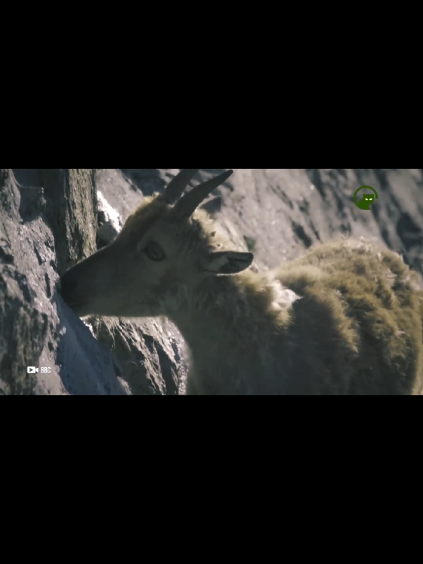FAKTA UNIK KAMBING GUNUNG #fyp #trending #viral #viralvideo #fypシ 