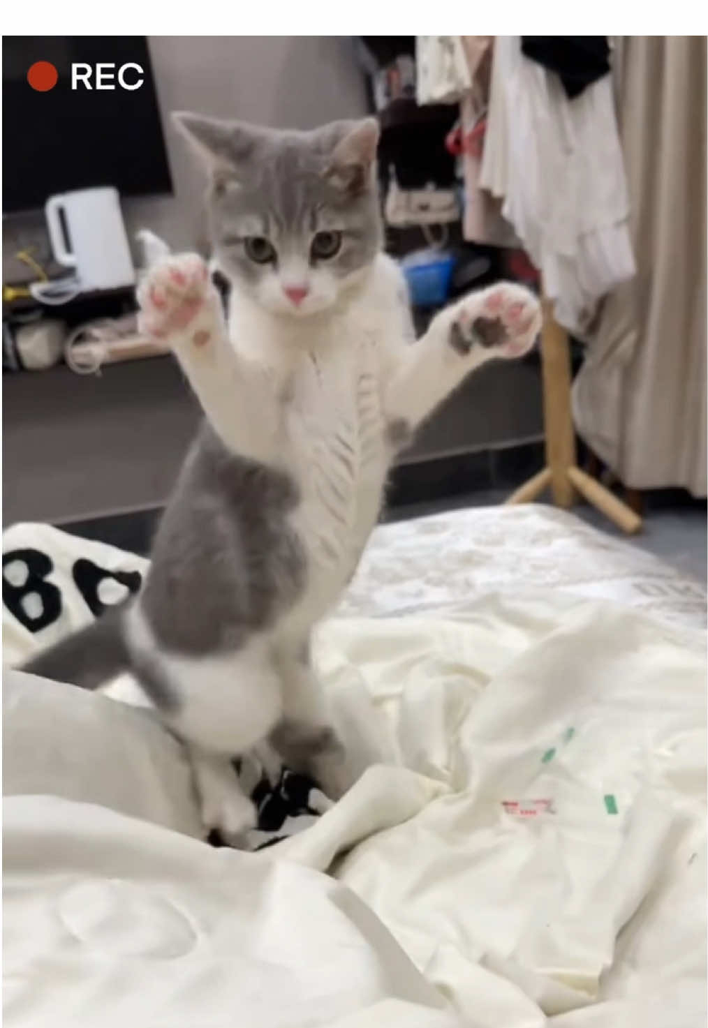 #cat #kitty #funnycat #catsoftiktok #cutecat 