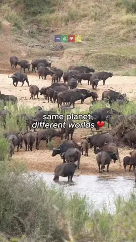 Same Planet, Different Worlds How can this even be the same place? Humans will look back on the industrialization of animal agriculture with shame and regret 🥺💔