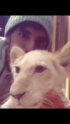 Sheikh hamdan bin Mohammed al Maktoum with his tiger. #fyp #explore #xzycba #dubai #tiger