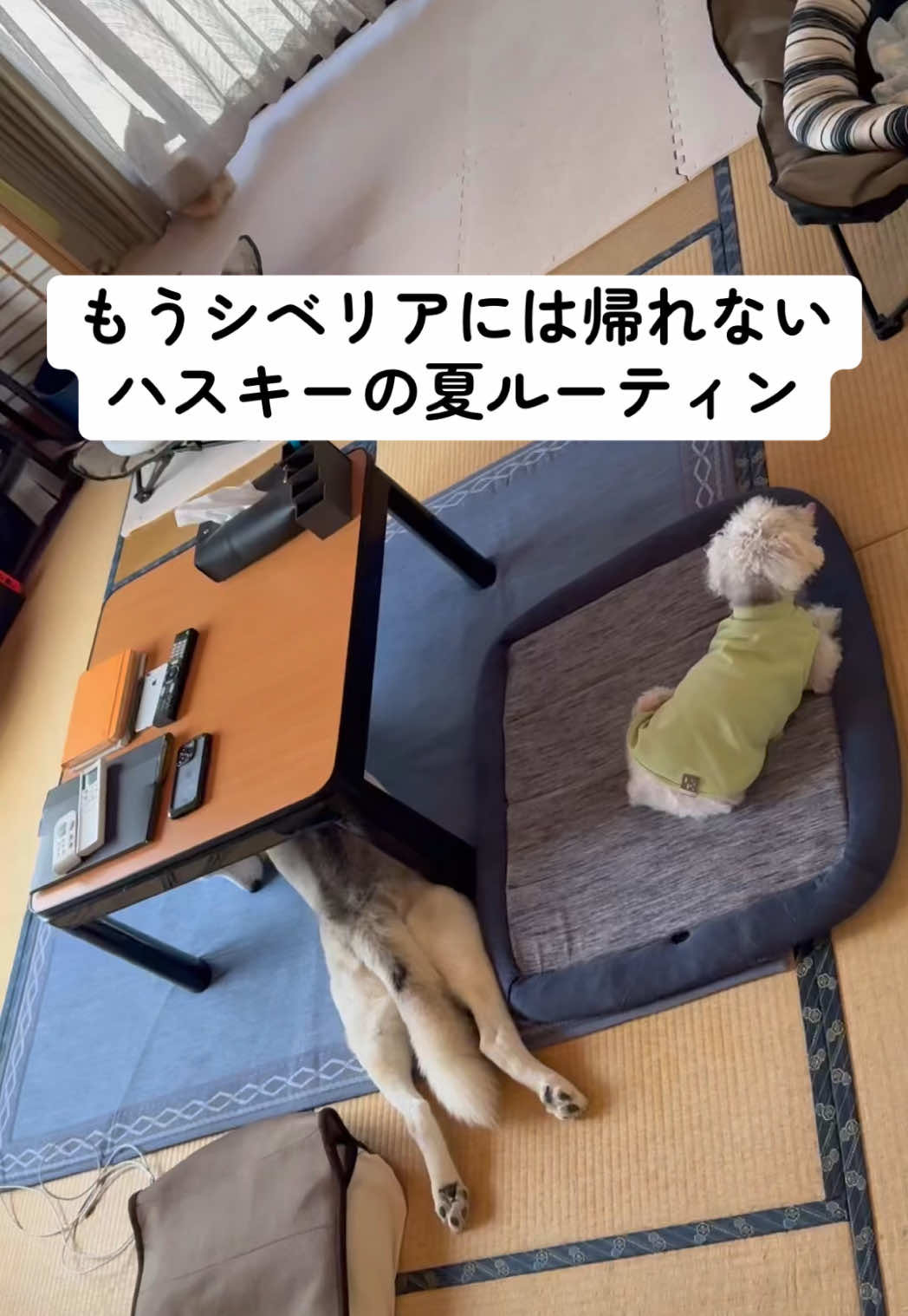 コタツから離れない #シベリアンハスキー #もうシベリアには帰れないハスキー 