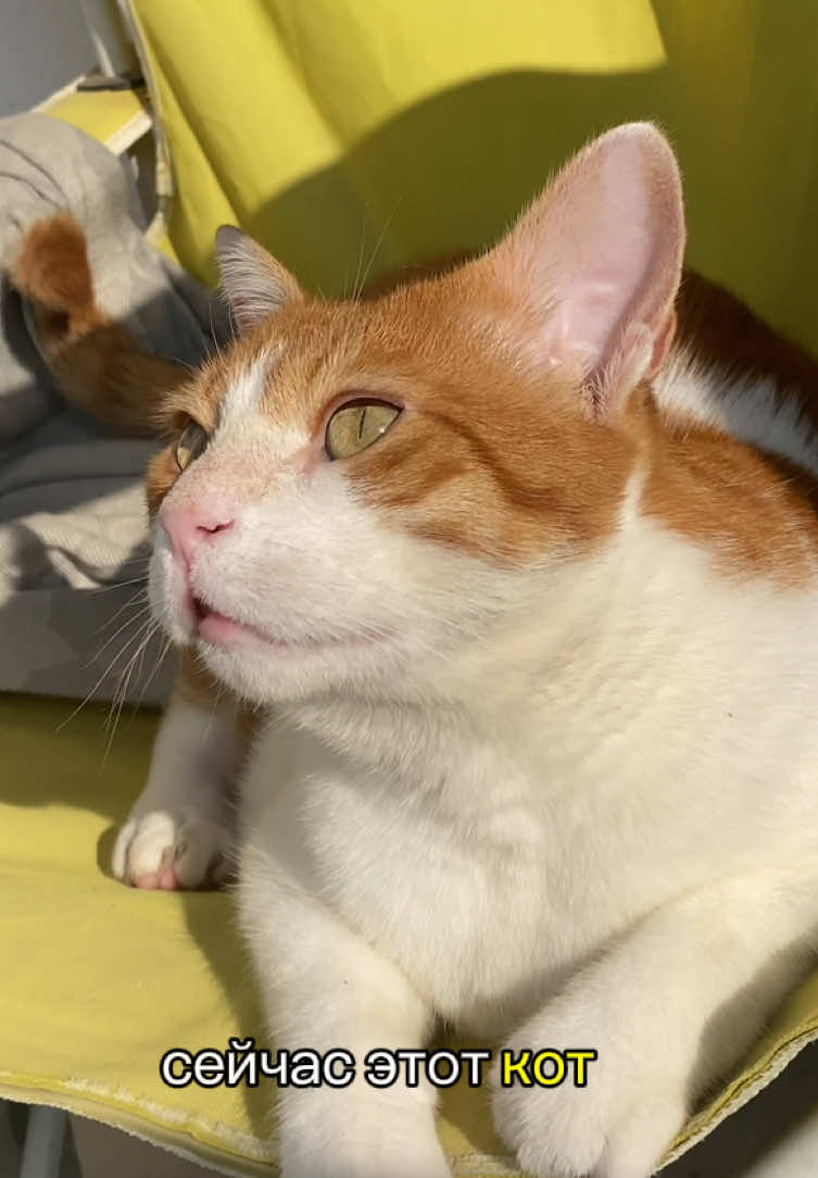А у вас как дефицит калорий проходит?  #котикпопик #рекомендации #коты 
