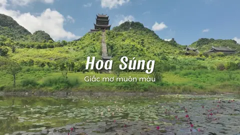 Hoa Súng - loài hoa không đòi hỏi ánh nhìn. Chỉ cần mặt nước phẳng lặng, là đủ để bung nở theo cách riêng. #tamchuc #hoakechuyen #songcham #hoasung #khampha 
