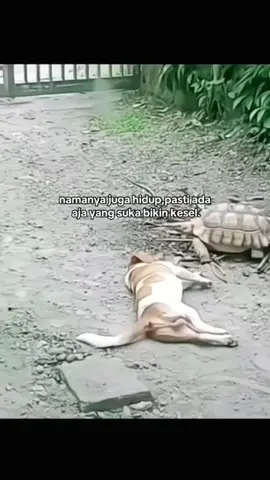 namanya juga hidup ada aja yang bikin kesel😂😂😂 #fyp #lucu #videokocak #anjinglucu #viralvideo 