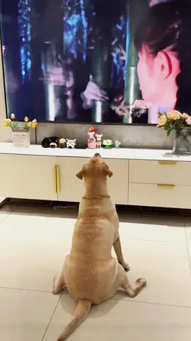 Try not to laugh 😂😂😂 #animals #dog #pet #haha #cat 