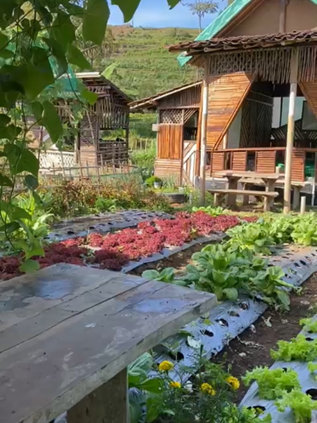 suasana pagi di kebun sayursehatpakmin  #kebunsayur  #eksplorsalatiga  #petaniindonesia🇮🇩🇮🇩🇮🇩🌿🌿 