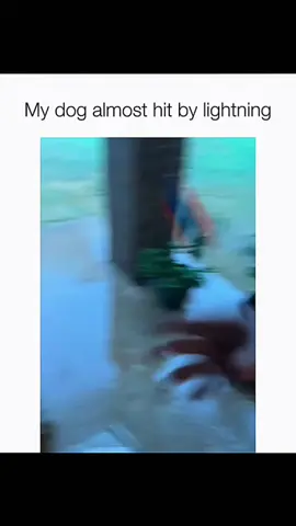 Funny and cute dogs compilation 🤣 #funnydog #funnypet #cutedog #dogoftiktok #dog 
