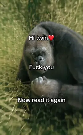 #like #fyppppppppppppppppppppppp #follow#paratiiiiiiiiiiiiiiiiiiiiiiiiiiiiiii #gorilla