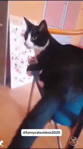 Cats don't know their tails exits 😂 #cat #funnycat #funnyvideos #fyp #pourtoi 