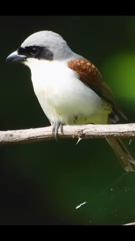 Pentet Macan ( Tiger Shrike ) #burung #bird #kicaumania #foryou #fyp 